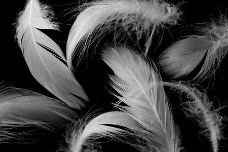white duck feathers on a black isolated backgroundの写真素材