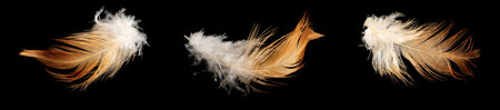 brown and white hen feather on black isolated backgroundの写真素材
