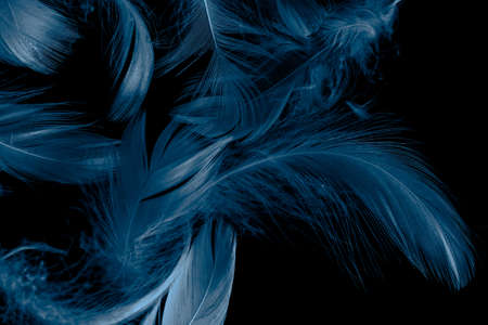 blue duck feathers on a black isolated backgroundの写真素材