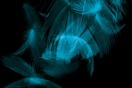 blue bird feather on black isolated backgroundの写真素材