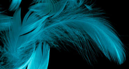 blue bird feather on black isolated backgroundの写真素材