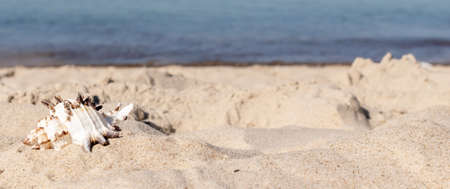 the shell of the sea snail against the background of sand and blue seaの写真素材