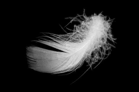 white duck feathers isolated on black backgroundの写真素材
