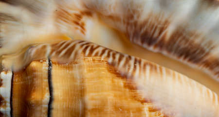 white and brown sea snail shell. backgroundの写真素材