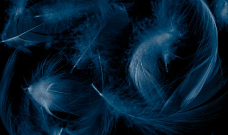 blue duck feathers on a black isolated backgroundの写真素材