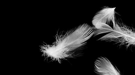 white duck feathers on a black isolated backgroundの写真素材