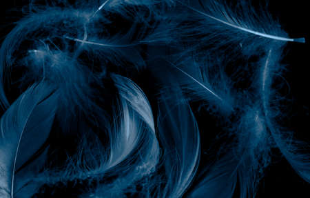 blue duck feathers on a black isolated backgroundの写真素材