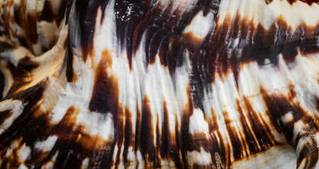 white and brown sea snail shell. backgroundの写真素材
