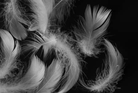 white duck feathers on a black isolated background