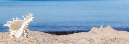the shell of the sea snail against the background of sand and blue sea