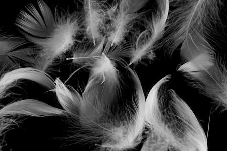 white duck feathers on a black isolated background