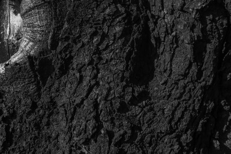 chestnut bark with visible details. background or texturaの写真素材