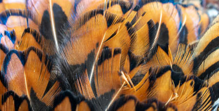 colored pheasant feathers with a visible texture. backgroundの写真素材