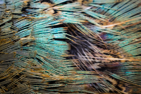 colored pheasant feathers with a visible texture. backgroundの写真素材