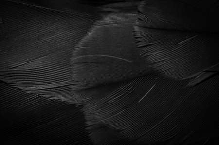 black hawk feathers with visible detail. background or textureの写真素材