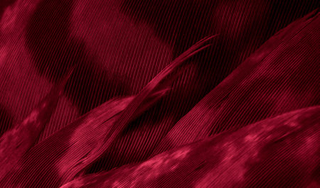 red hawk feathers with visible detail. background or textureの写真素材