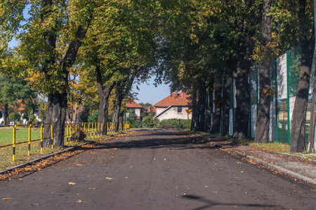 road planted with trees on an autumn sunny dayの写真素材
