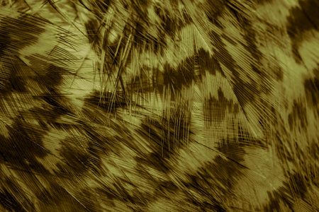 golden hawk feathers with visible detail. background or textureの写真素材