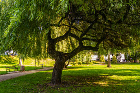 green tree in a park on a sunny dayの写真素材