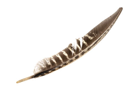 pheasant feather on a white isolated backgroundの写真素材