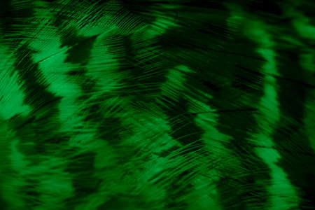 green hawk feathers with visible detail. background or textureの写真素材