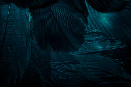 blue hawk feathers with visible detail. background or textureの写真素材