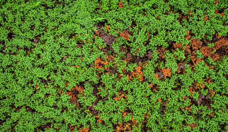 green and brown juniper with visible details. backgroundの写真素材