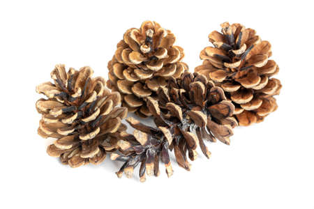 black pine cones on a white isolated backgroundの写真素材