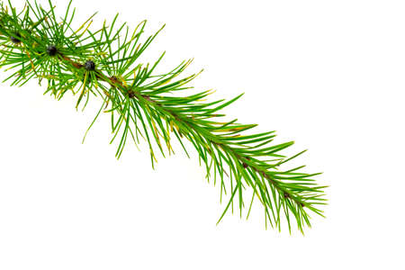 green larch twigs on a white isolated backgroundの写真素材