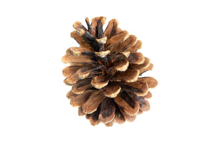 black pine cones on a white isolated backgroundの写真素材
