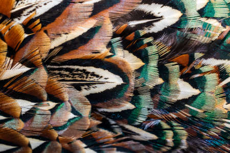 colored pheasant feathers with a visible texture. backgroundの写真素材