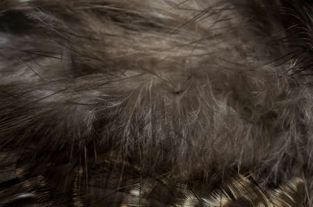 hawk feathers with visible detail. background or textureの写真素材