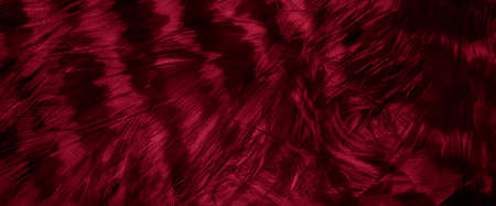 red hawk feathers with visible detail. background or textureの写真素材