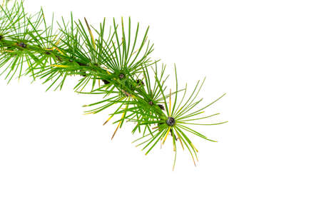 green larch twigs on a white isolated backgroundの写真素材