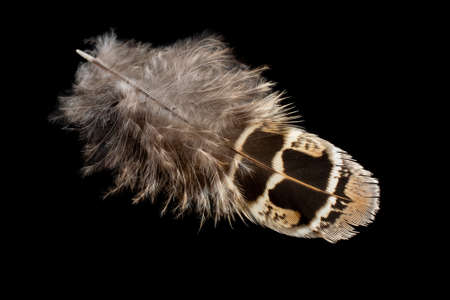 brown pheasant feather on black isolated backgroundの写真素材