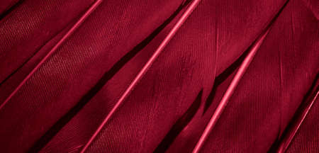 red hawk feathers with visible detail. background or textureの写真素材