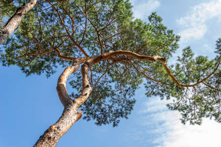 pine trees against a blue sky with white cloudsの写真素材