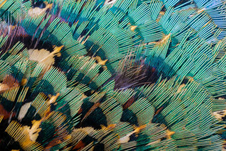 colored pheasant feathers with a visible texture. backgroundの写真素材