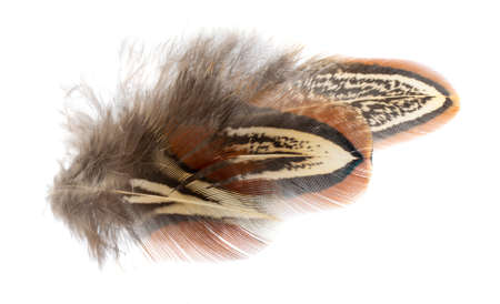 pheasant feather on a white isolated backgroundの写真素材