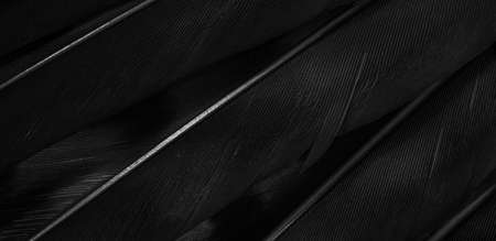 black hawk feathers with visible detail. background or textureの写真素材