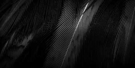 colored pheasant feathers with a visible texture. backgroundの写真素材