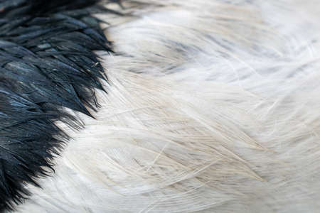 white and black magpie feathers with visible shapes.の写真素材