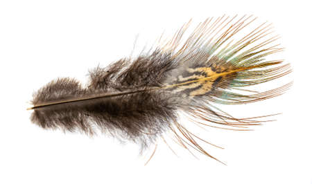 pheasant feather on a white isolated backgroundの写真素材