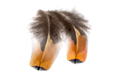pheasant feather on a white isolated backgroundの写真素材