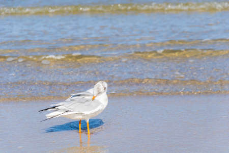 white seagull on the blue water of the seaの写真素材