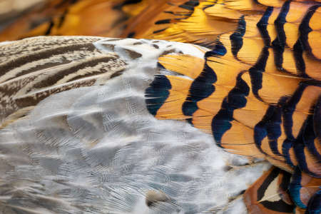colored pheasant feathers with a visible texture. backgroundの写真素材