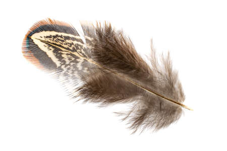 pheasant feather on a white isolated backgroundの写真素材