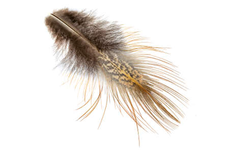 pheasant feather on a white isolated backgroundの写真素材