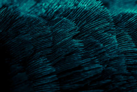 blue pheasant feathers with a visible texture. backgroundの写真素材