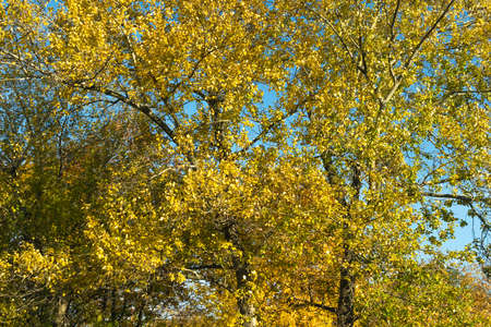 yellow autumn leaves against the blue skyの写真素材